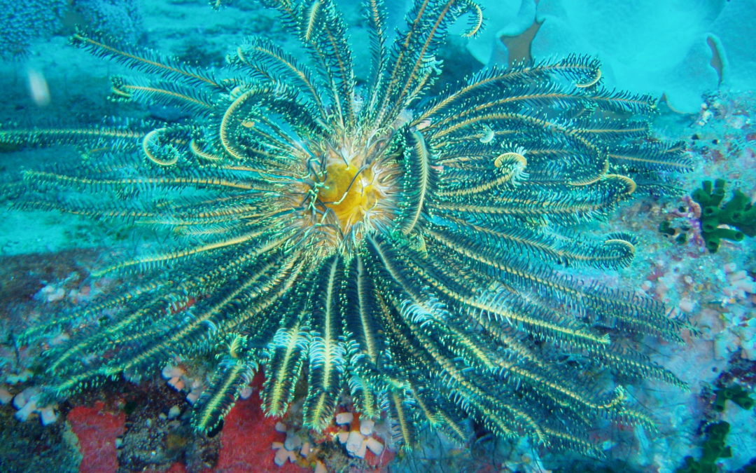 Deux appels à projets pour valoriser le Parc Naturel de la Mer de Corail